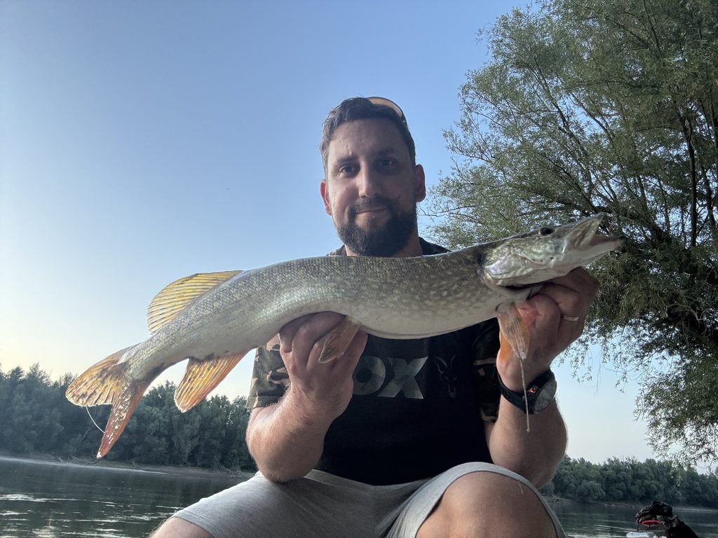 Northern pike caught by an angler showing its spotted olive body