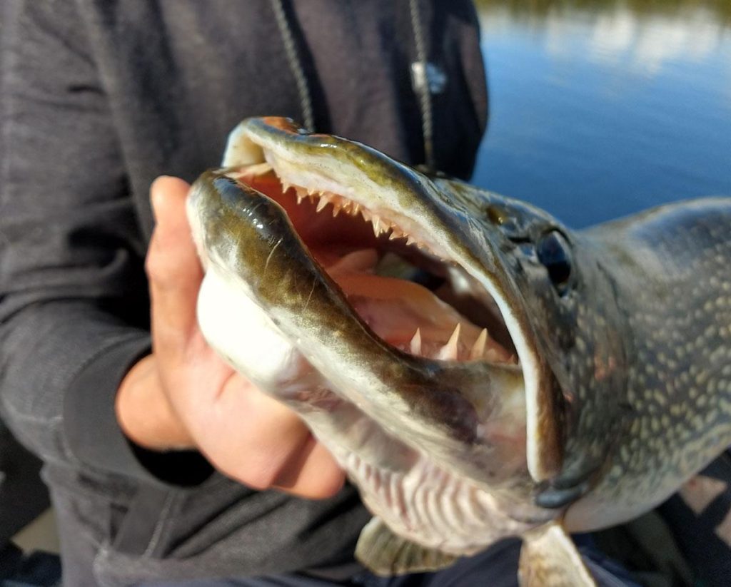 Do pike have teeth? Close-up of a northern pike's open mouth showing its sharp teeth.