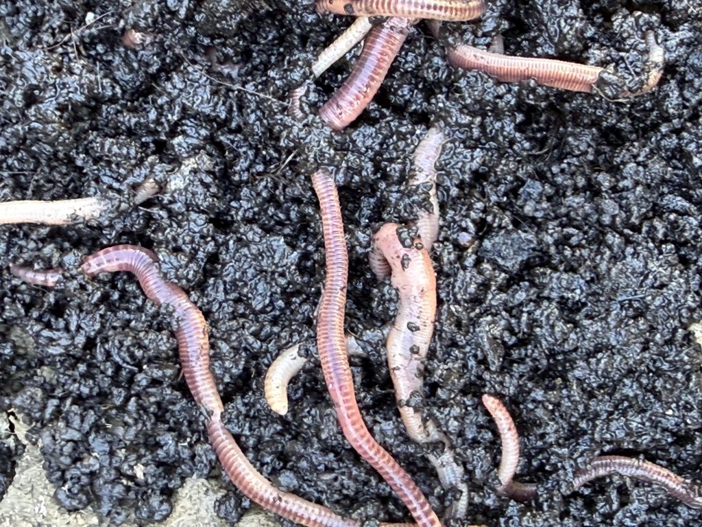 arthworms exposed in damp soil while collecting worms for fishing bait