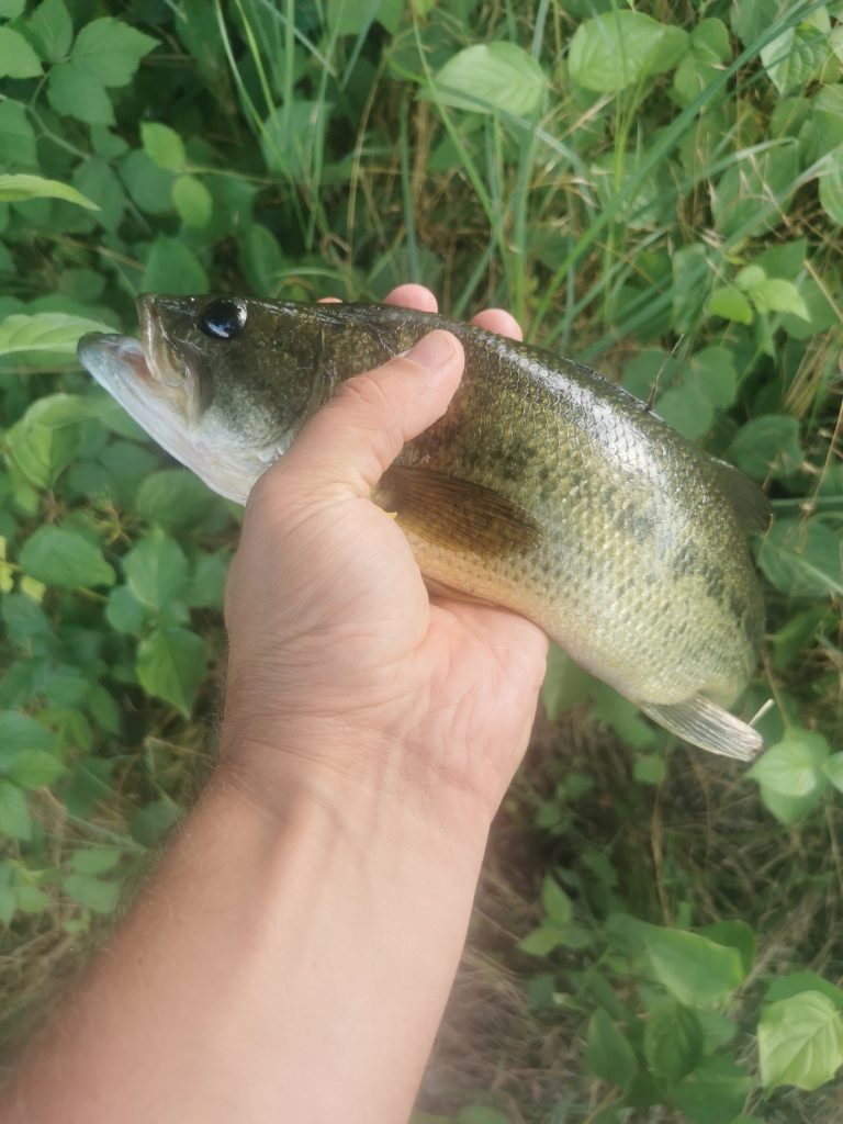 Largemouth bass held in hand after being caught near shoreline cover