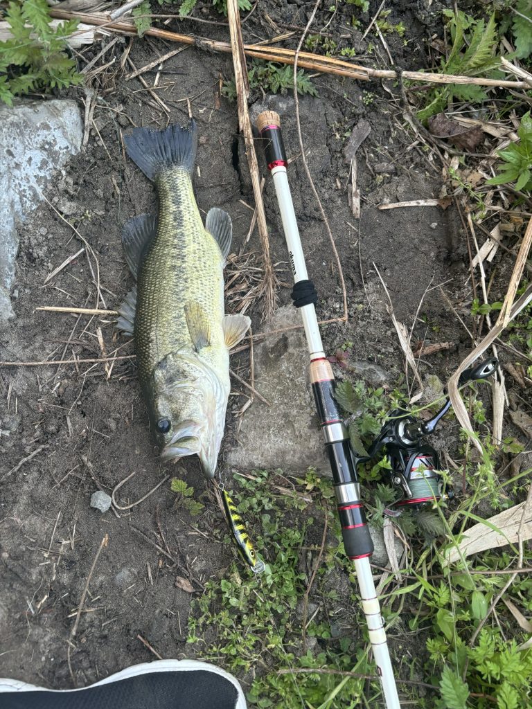 Largemouth bass caught from shore on a hard fishing lure
