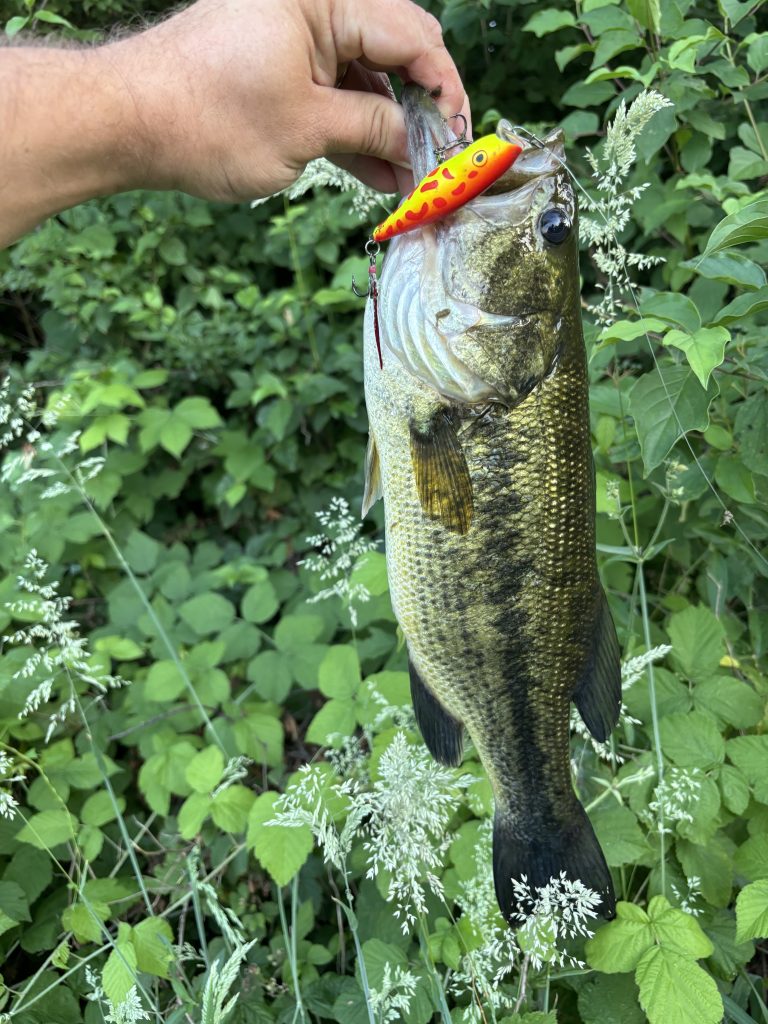 Largemouth bass caught on a bright hard lure beside dense shoreline vegetation