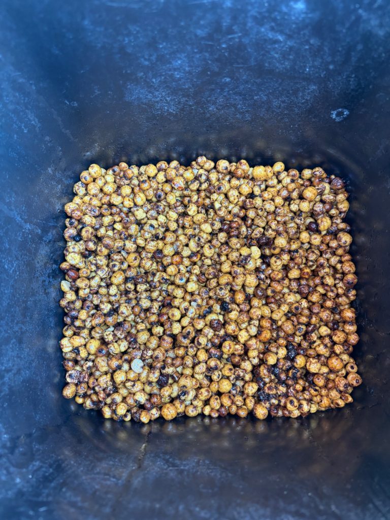 Cooked tiger nuts prepared for carp fishing in a bait bucket.