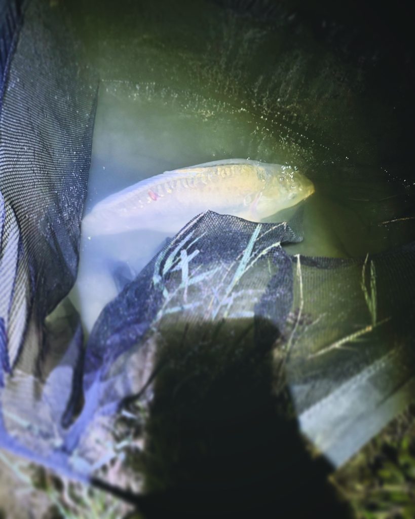 Do carp feed at night – carp resting in a landing net during a nighttime fishing session