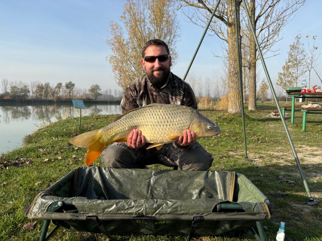 Angler holding a common carp low over a carp cradle before release