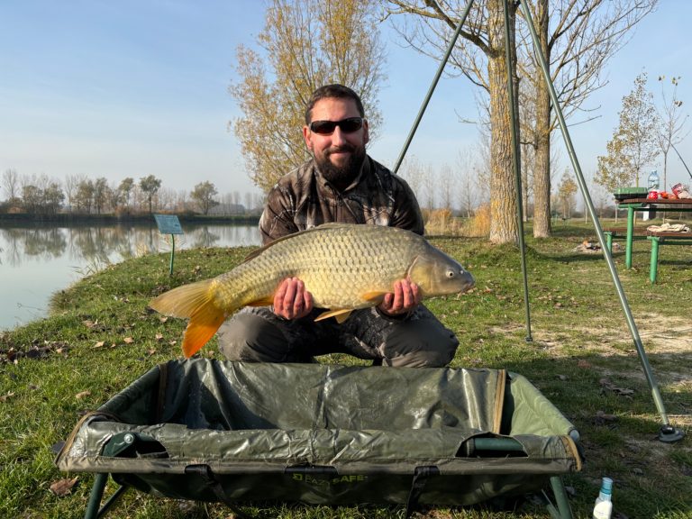 Angler holding a common carp low over a carp cradle before release