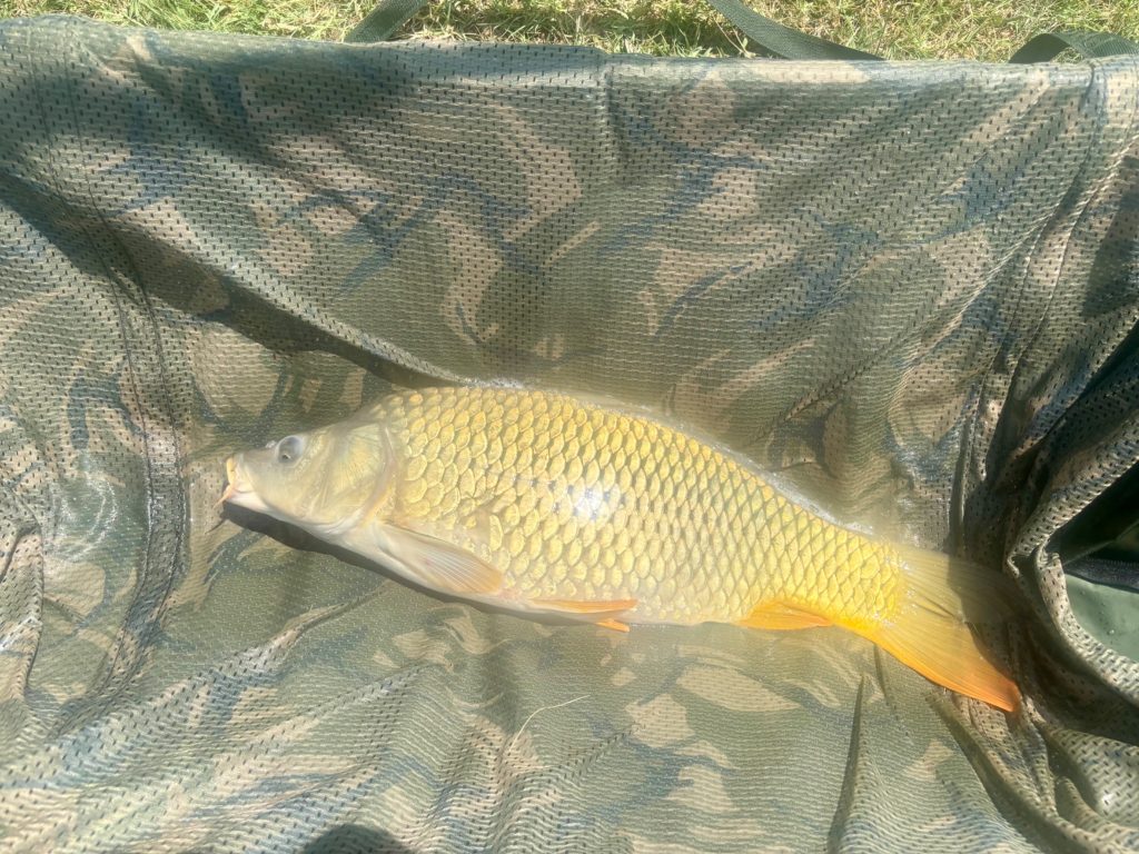 Common carp resting on a padded unhooking cradle during catch and release